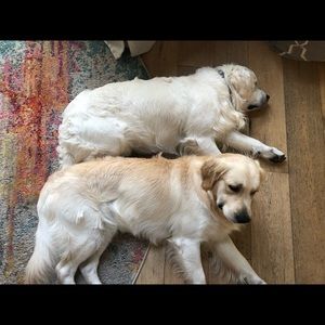 Meet your Posher, Rose